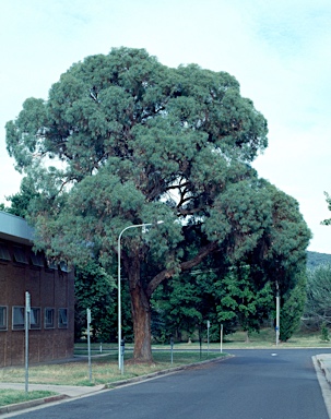 APII jpeg image of Eucalyptus nicholii  © contact APII