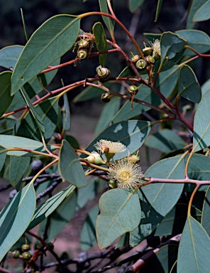 APII jpeg image of Eucalyptus oxymitra  © contact APII