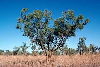 APII jpeg image of Eucalyptus phoenicea  © contact APII