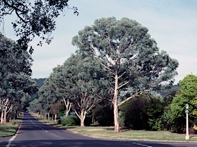 APII jpeg image of Eucalyptus polyanthemos  © contact APII