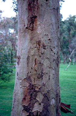 APII jpeg image of Eucalyptus punctata  © contact APII