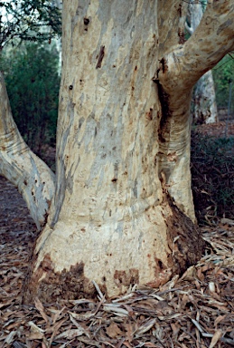 APII jpeg image of Eucalyptus rossii  © contact APII