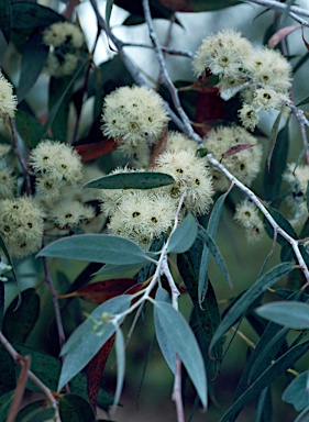 APII jpeg image of Eucalyptus risdonii  © contact APII