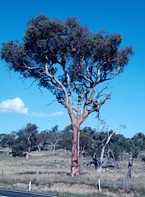 APII jpeg image of Eucalyptus rubida  © contact APII