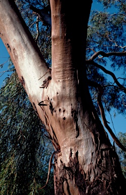 APII jpeg image of Eucalyptus sargentii subsp. sargentii  © contact APII