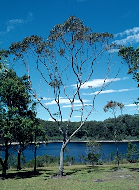 APII jpeg image of Eucalyptus saxatilis  © contact APII