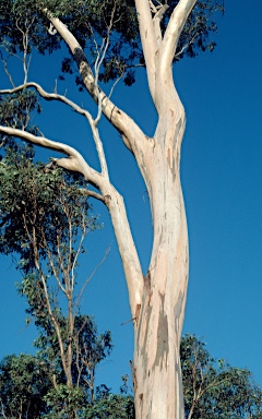 APII jpeg image of Eucalyptus tereticornis  © contact APII