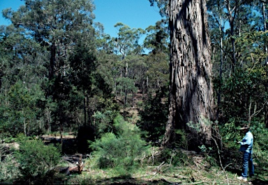 APII jpeg image of Eucalyptus viminalis  © contact APII