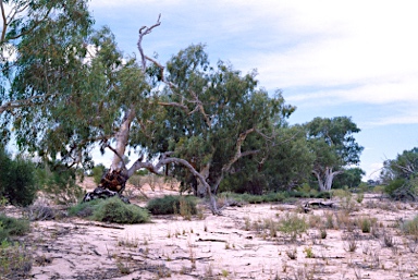 APII jpeg image of Eucalyptus camaldulensis  © contact APII