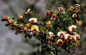 APII jpeg image of Bossiaea obcordata  © contact APII