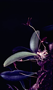 APII jpeg image of Bulbophyllum johnsonii  © contact APII