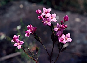 APII jpeg image of Boronia barkeriana  © contact APII