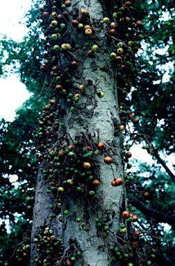 APII jpeg image of Ficus racemosa  © contact APII