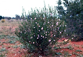 APII jpeg image of Eremophila goodwinii  © contact APII