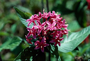 APII jpeg image of Pentas lanceolata  © contact APII