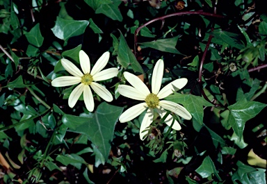 APII jpeg image of Senecio macroglossus  © contact APII