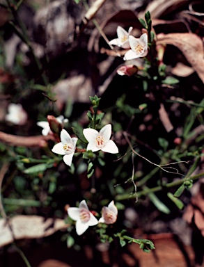 APII jpeg image of Boronia nana  © contact APII