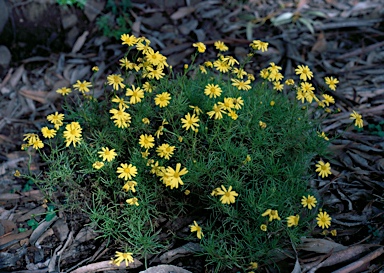 APII jpeg image of Senecio pinnatifolius  © contact APII