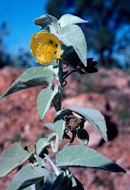 APII jpeg image of Abutilon calliphyllum  © contact APII