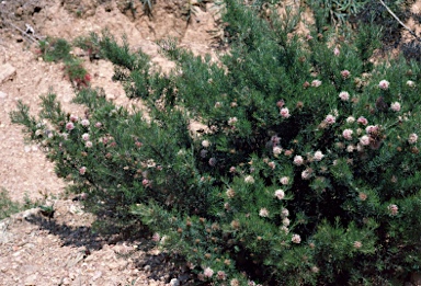 APII jpeg image of Grevillea crithmifolia  © contact APII