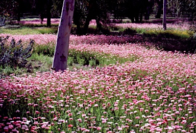 APII jpeg image of Rhodanthe chlorocephala subsp. rosea  © contact APII