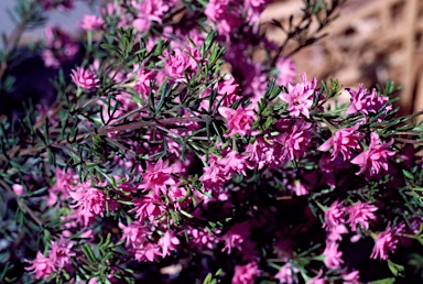 APII jpeg image of Boronia pilosa 'Rose Blossom'  © contact APII