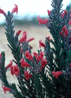 APII jpeg image of Chloanthes coccinea  © contact APII