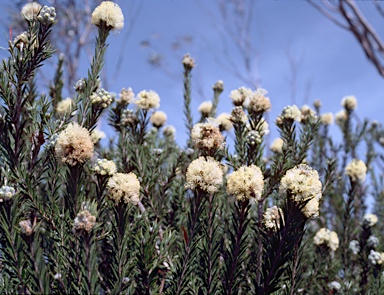 APII jpeg image of Melaleuca capitata  © contact APII