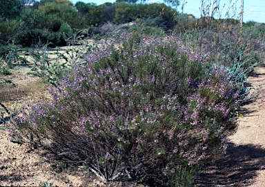 APII jpeg image of Cyanostegia angustifolia  © contact APII