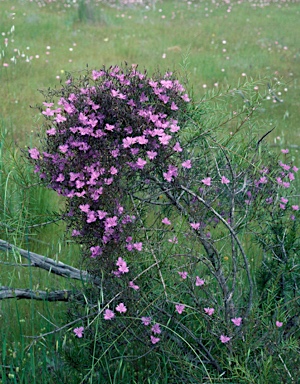 APII jpeg image of Thysanotus patersonii  © contact APII