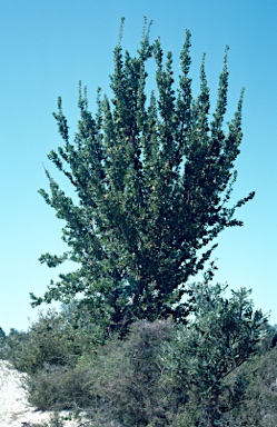 APII jpeg image of Banksia ilicifolia  © contact APII