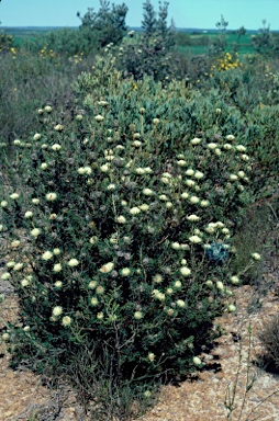 APII jpeg image of Banksia carlinoides  © contact APII