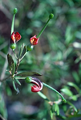 APII jpeg image of Grevillea montana  © contact APII