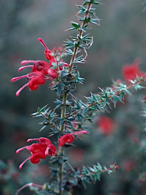 APII jpeg image of Grevillea asteriscosa  © contact APII