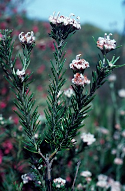 APII jpeg image of Grevillea sphacelata  © contact APII