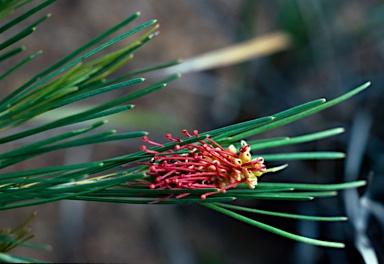 APII jpeg image of Grevillea coccinea subsp.  coccinea  © contact APII