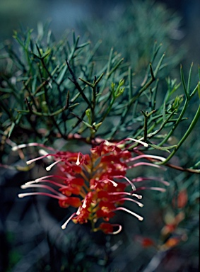 APII jpeg image of Grevillea dielsiana  © contact APII