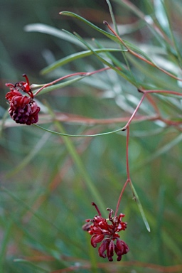 APII jpeg image of Grevillea diffusa subsp. filipendula  © contact APII