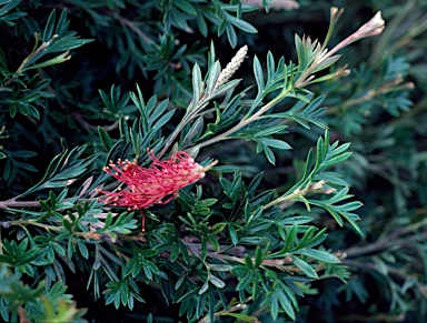 APII jpeg image of Grevillea 'Green Glow'  © contact APII