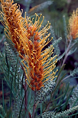 APII jpeg image of Grevillea 'Honey Gem'  © contact APII