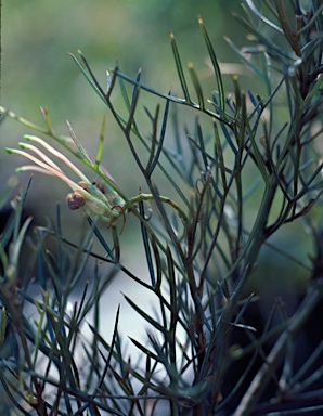 APII jpeg image of Grevillea angustiloba  © contact APII