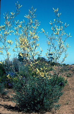 APII jpeg image of Grevillea shuttleworthiana subsp. obovata  © contact APII