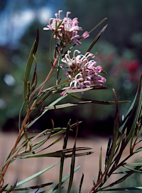 APII jpeg image of Grevillea leiophylla  © contact APII