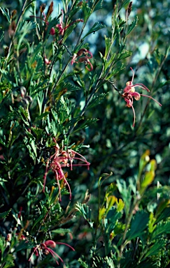 APII jpeg image of Grevillea pectinata  © contact APII