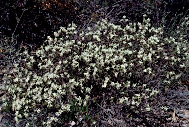 APII jpeg image of Grevillea pilulifera  © contact APII