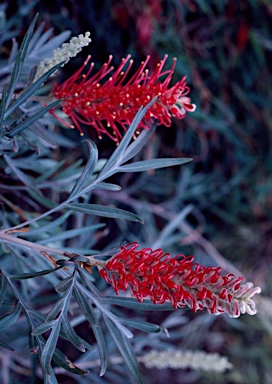 APII jpeg image of Grevillea 'Pink Parfait'  © contact APII