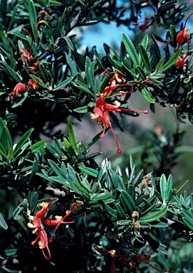 APII jpeg image of Grevillea tripartita subsp. macrostylis  © contact APII