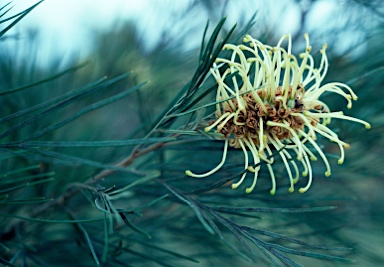 APII jpeg image of Grevillea whiteana  © contact APII