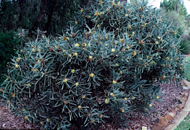 APII jpeg image of Hakea cinerea  © contact APII