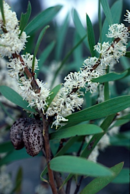 APII jpeg image of Hakea dactyloides  © contact APII